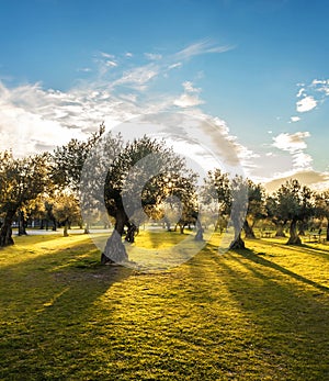 Panoramic view of sunset behind grass field and olive trees