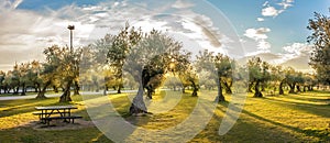 Panoramic view of sunset behind grass field and olive trees