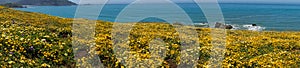 Panoramic view of the Superbloom at Mori Point, Pacifica, San Francisco bay, California