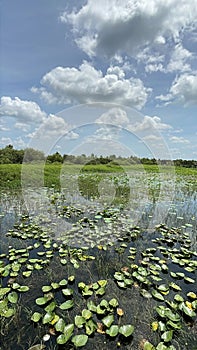 Panoramic view of the swamp wetlands