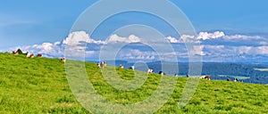 Panoramic view of the Swiss Alps with cows grazing in a field