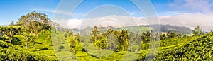 Panoramic view at the Tea plantations from Lipton Seat on Sri Lanka photo