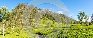 Panoramic view at the Tea plantations near Dambethenna - Sri Lanka