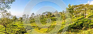 Panoramic view at the Tea plantations near Haputale on Sri Lanka
