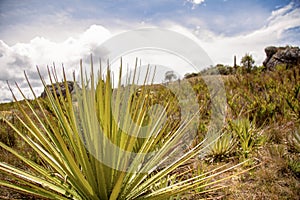 Panoramic view of the Teatinos paramo with a puya plant in the foreground photo