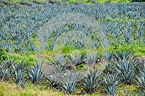 Panoramic View of Tequilana Weber Agave Field