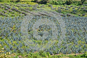 Panoramic View of Tequilana Weber Agave Field