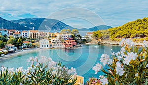Panoramic view to Assos village in Kefalonia, Greece. Bright white blossom flower in foreground of turquoise colored photo