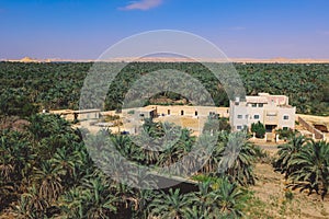 Panoramic View to the Oasis Siwa with Green Palm Trees around