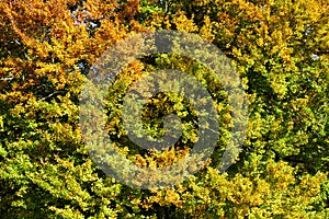 Panoramico sul rurale vibrante colorato foglie sul alberi 