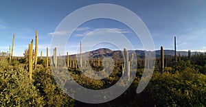 Panoramic view to valley covered with numerous cacti