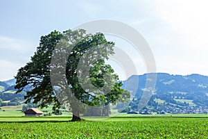 Panoramic view of tree, green alpine meadows and mountains