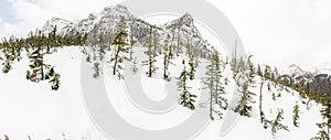 Panoramic View of Trees on Alpine Mountainside