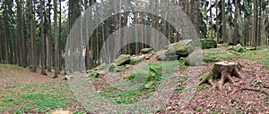 Panoramic view of trees and stumps in the forest.