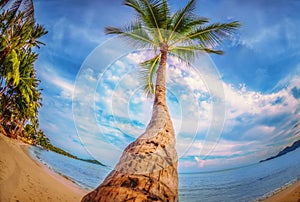 Panoramic view of tropical beach with coconut palm trees