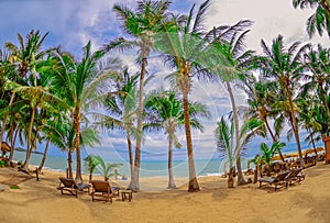 Panoramic view of tropical beach with coconut palm trees