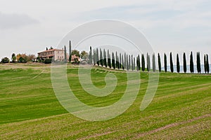 Panoramic view of tuscan landscape with green fields and rows of cypress trees, Tuscany, Italy