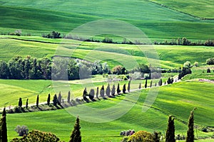 Panoramic view of typical tuscany countryside with cypress and meadow, Siena province, Italy