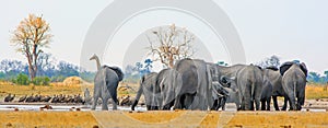 Panoramic view of a busy waterhole with Giraffe, Elephants and alots of vultures, Makololo Waterhole, Hwange National Park photo
