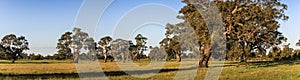 Panoramic view of the victorian countryside with beautiful red gum trees around Penhurst, Victoria, Australia,