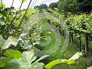 panoramic view of a vineyard on the hills of Lombardy - Italy