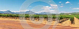 Panoramic view of vineyard and the mountains in South Africa