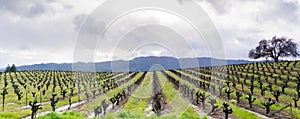 Panoramic view of a vineyard in Sonoma Valley at the beginning of spring, California