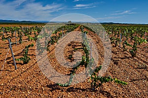 Panoramic view of a vineyard in the Spain countryside - Ademuz