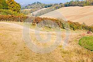 Panoramic view of a vineyard in Tuscany Italy