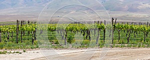 Panoramic view of Vineyards near Bakersfield, California