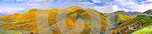 Panoramic view in Walker Canyon during the superbloom, California poppies covering the mountain valleys and ridges, Lake Elsinore