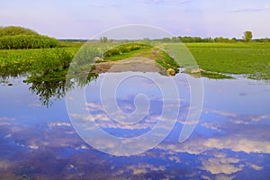 Panoramic view of wetlands covered with early spring green grass and woods in Biebrza River wildlife refuge in north-eastern