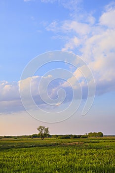 Panoramic view of wetlands covered with early spring green grass and woods in Biebrza River wildlife refuge in north-eastern