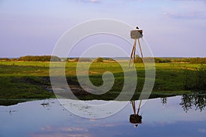 Panoramic view of wetlands covered with early spring green grass, woods and nesting White Stork in Biebrza River wildlife refuge