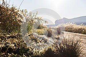 Panoramic view of the wetlands natural park La Marjal in Pego and Oliva, Spain.