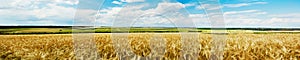 Panoramic view of a wheat field photo