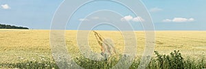 Panoramic view of a wheat field. Kirovograd region. Ukraine