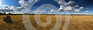 Panoramic view of Wheat field, summer season harvest