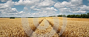 Panoramic view of a wheat field on a sunny day