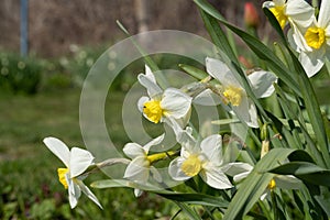 Panoramic view on White spring narcissus flowers. Narcissus flower also known as daffodil, daffadowndilly, narcissus, and jonquil