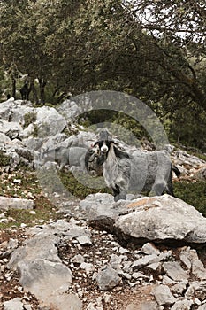 panoramic view wild goats nature 1. High quality photo