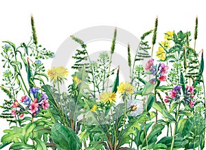 Panoramic view of wild meadow flowers and grass, isolated on white background.