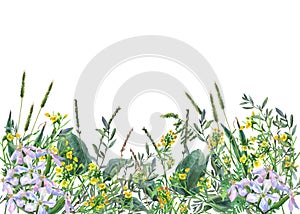 Panoramic view of wild meadow flowers and grass on white background.