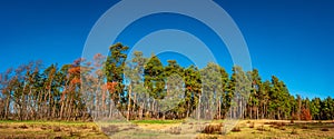 Panoramic view of wild pine tree forest at Spring, near Magdeburg, Germany, sunny day
