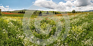 Wildflower panorama photo