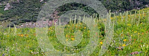 Wildflower meadow in Colorado rocky mountains