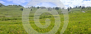 Panoramic view of Wildflower meadow at Paradise basin in Colorado rocky mountains