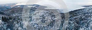 Panoramic view of winter forest from above, Little Carpathians, Slovakia