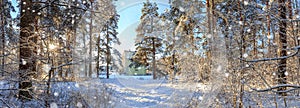 Panoramic view of winter pine forest with a tree in frost. The mysterious atmosphere of snowfall