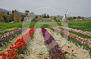 Panoramic view of wonderul field of tulips and windmill near Spoleto